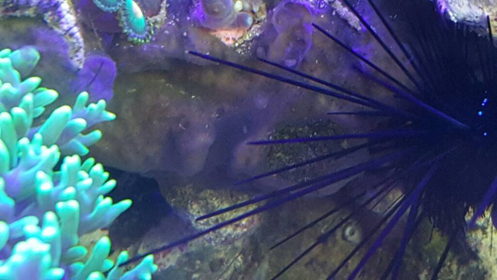 20170105_122005.thumb.jpg.f9edd457bb6549