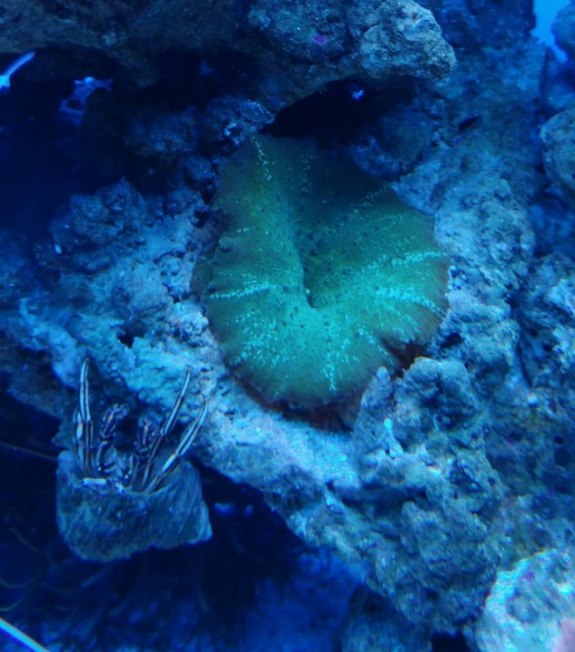 Discosoma i krabiszon.jpg