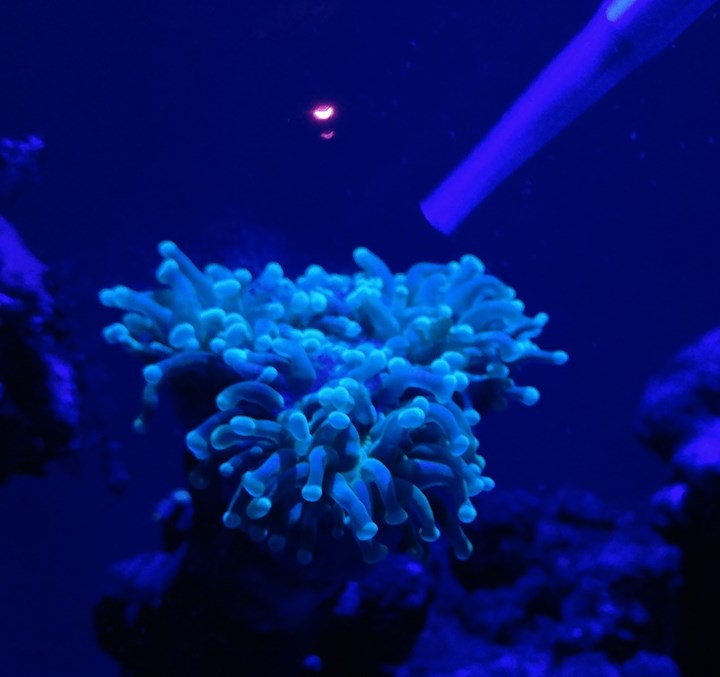 Euphyllia karmienie.jpg