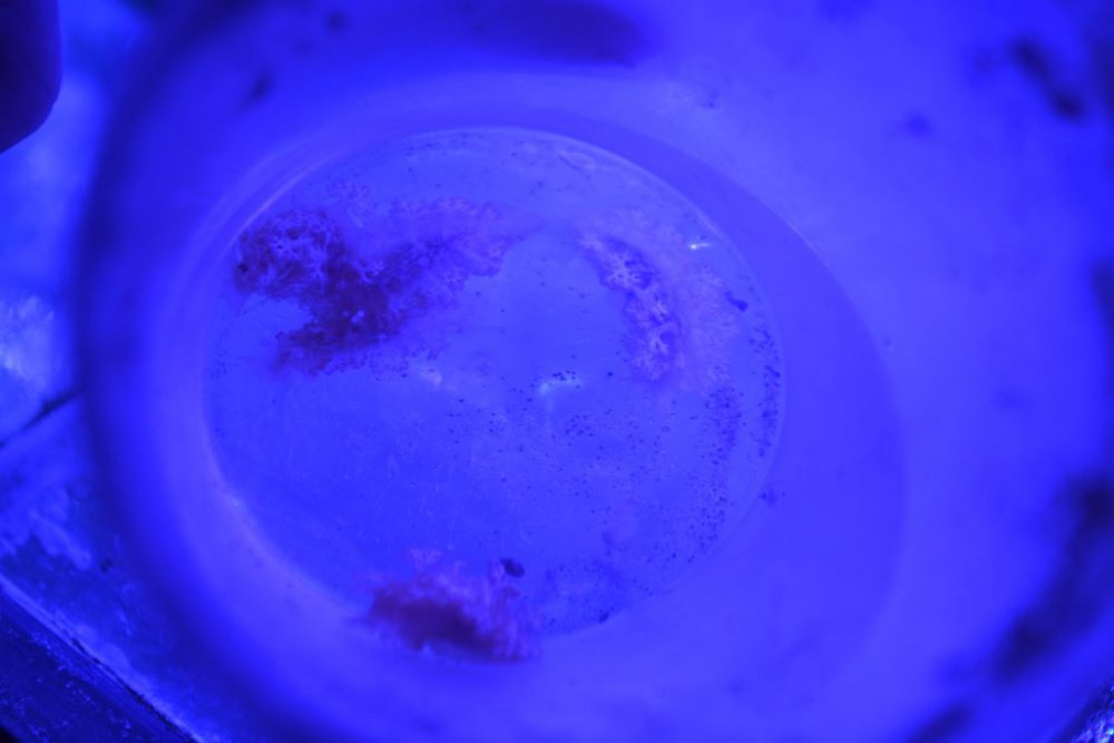 DSC_4516 - Kopia (1024x683).jpg