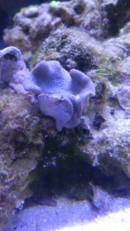 DSC_0520.thumb.jpeg.1d939d2c6278120a2021