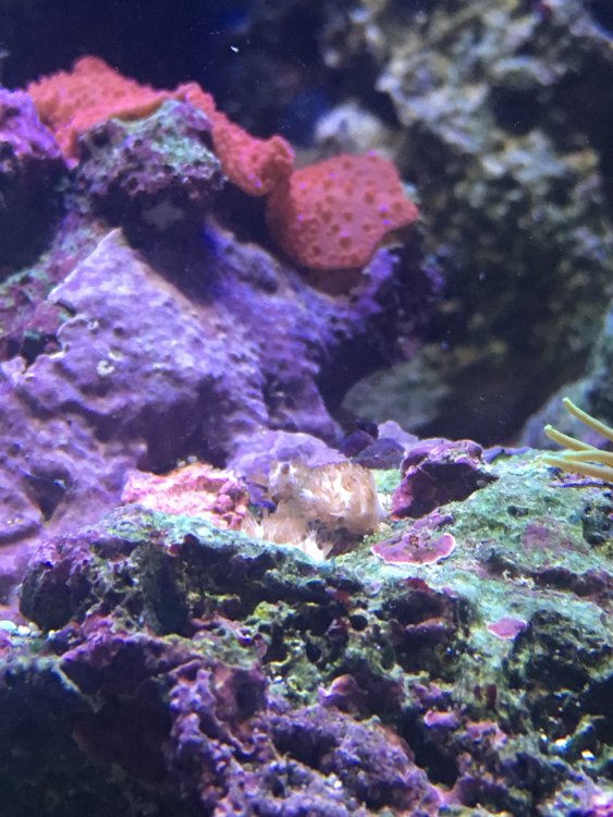 IMG_0151.thumb.JPG.41625708db2e50eb140f5