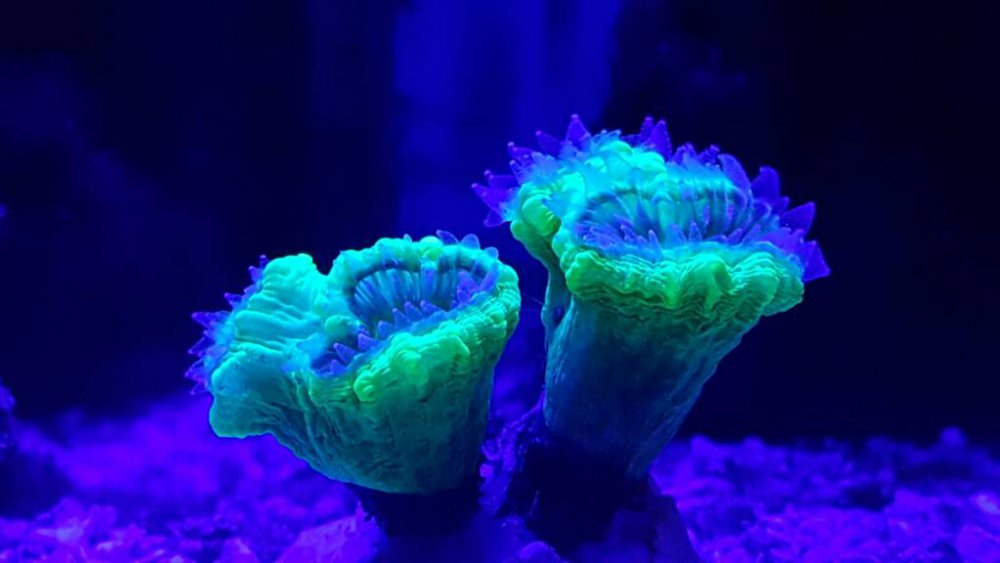 20161217_213336_001.thumb.jpg.b817502e78