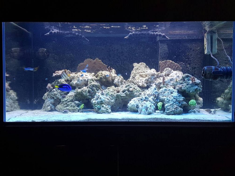 20170114_153939.thumb.jpg.2afe182a2c9a98