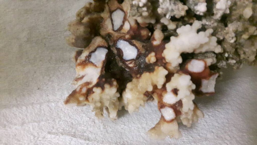 20170222_164730.thumb.jpg.85bd53c010ddb3