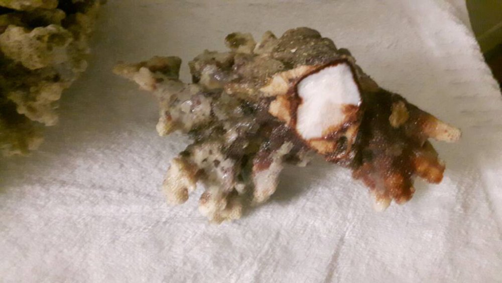 20170222_164804.thumb.jpg.52eab387781faa