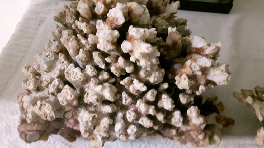 20170222_164926.thumb.jpg.bf95db07effdf9