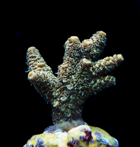 50zł millepora żółta.jpg