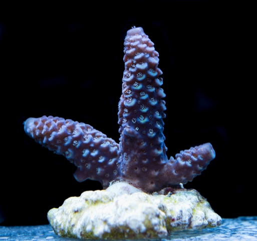 65zł spathulata.jpg