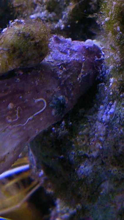 DSC_0549.thumb.jpeg.c662d734fa190b6cf71d