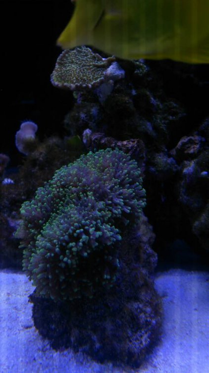 DSC_0556.thumb.jpeg.a9a752ded5d041fe700e