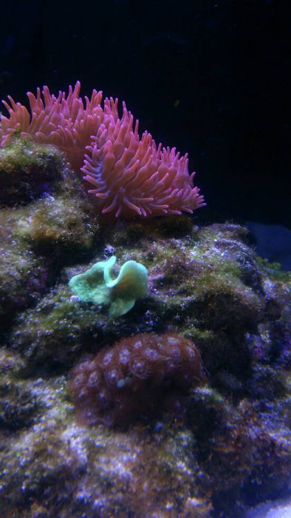 DSC_0557.thumb.jpeg.ed242510e0c03f0aaa2f