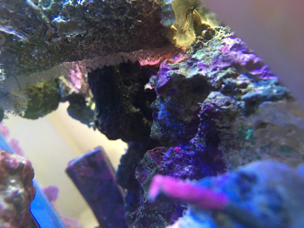 IMG_0167.thumb.JPG.90914b343aba5034d1e46