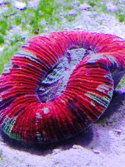 Trachyphyllia z dolarem