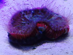 Trachyphyllia wieczorem