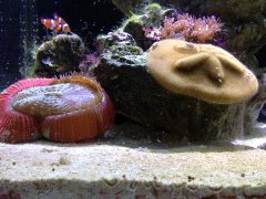 Trachyphyllia z dolarem