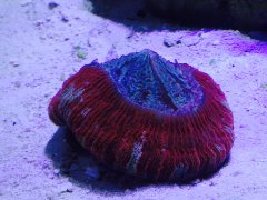 Trachyphyllia się objadła