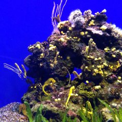 koniki z akwarium na majorce