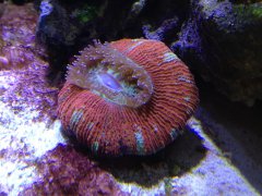 trachyphyllia zjadła rybkę