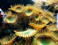 zoa.jpg