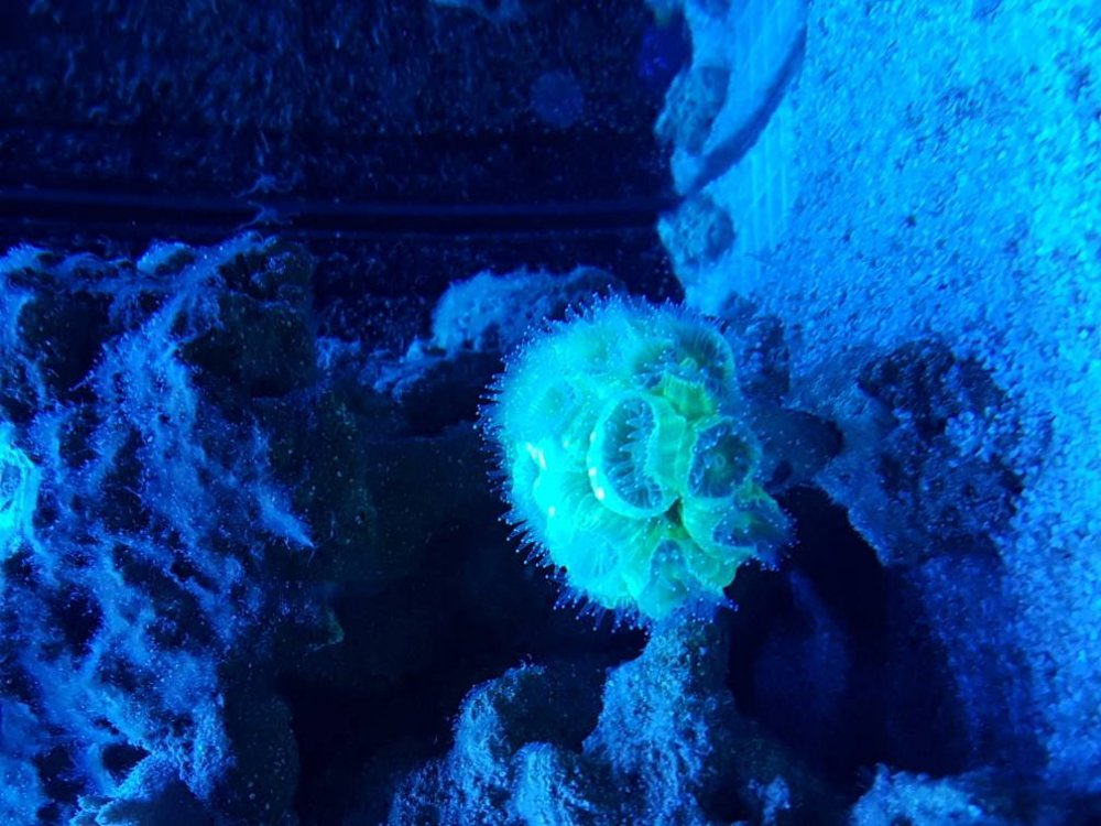 20170219_045832.thumb.jpg.3385c7353ff3d4