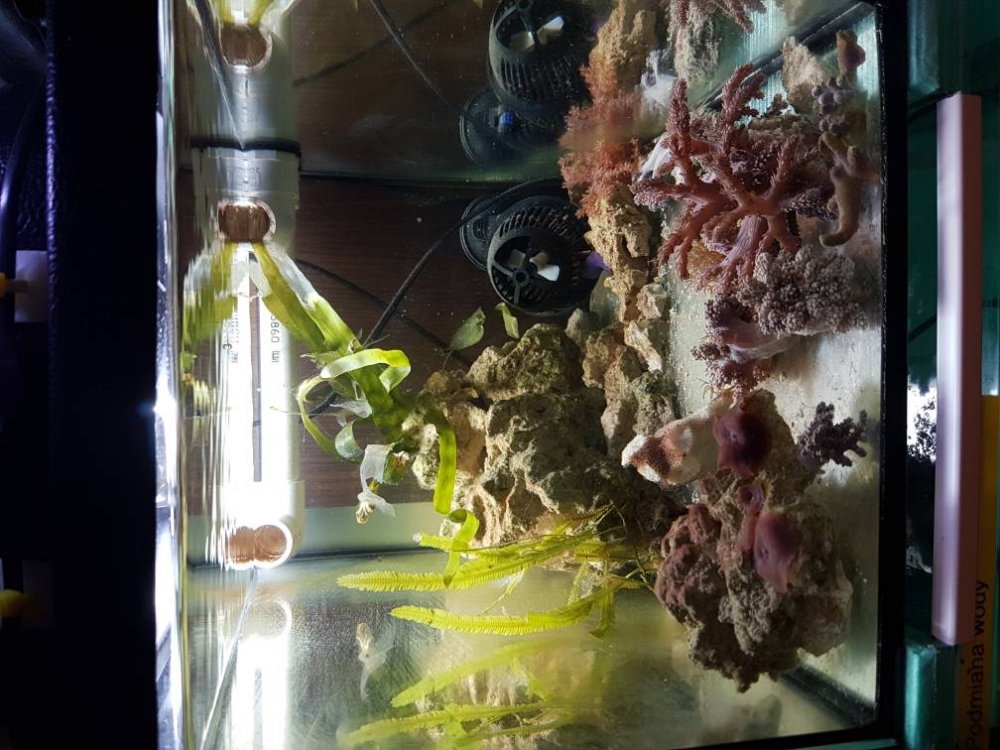 20170322_203355.thumb.jpg.74577de1164b23