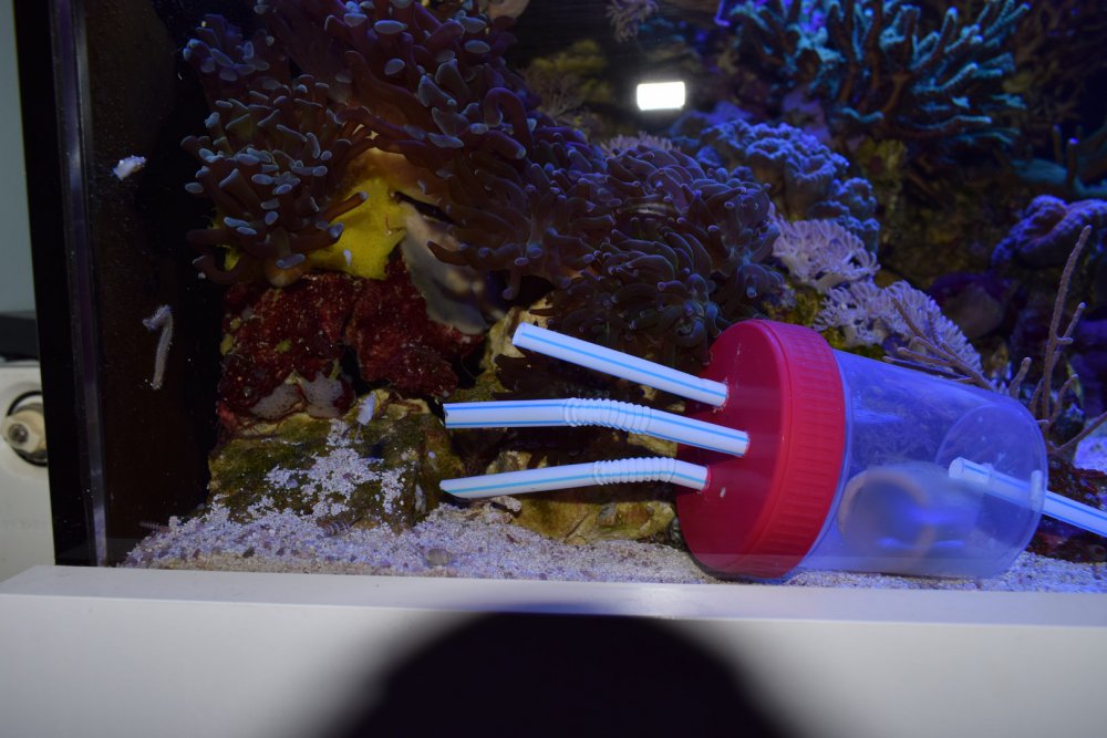 DSC_3775 (Kopiowanie).JPG