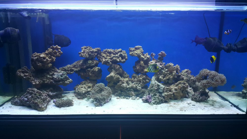 2017-03-17 15.58.40.jpg