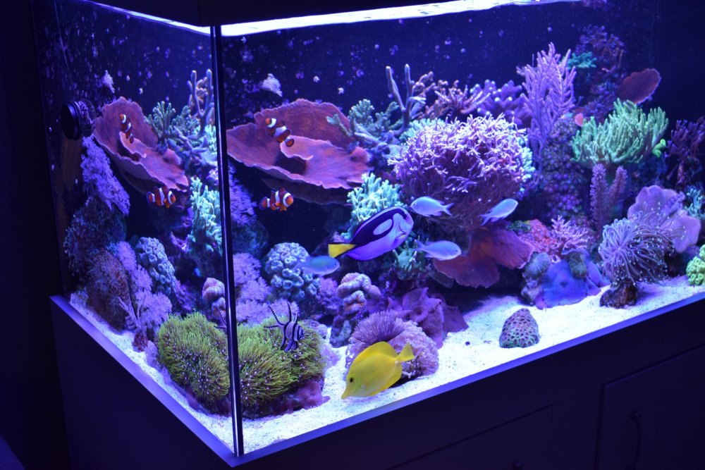 DSC_3955 (Kopiowanie).JPG