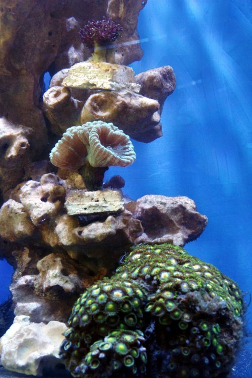 23_03_New corals_resized.JPG