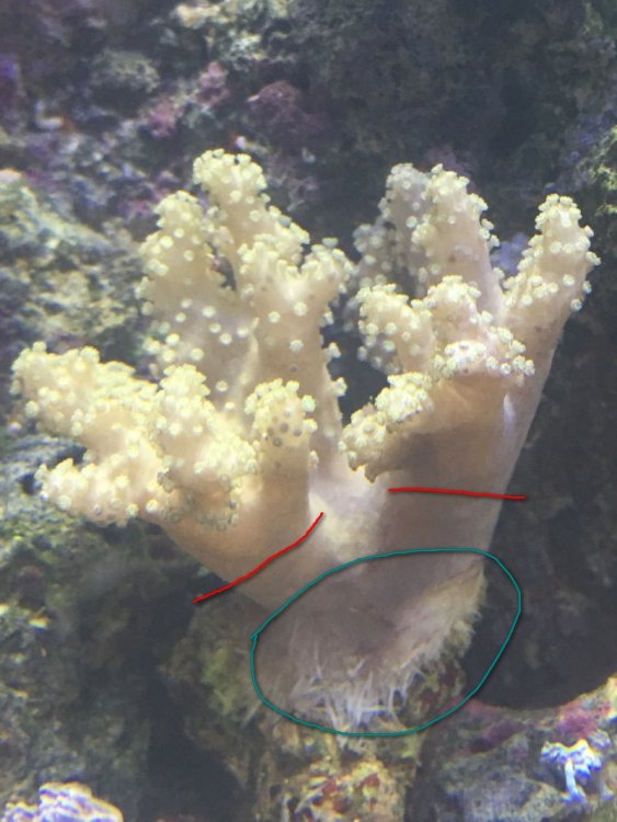 ciecie sinularii.JPG