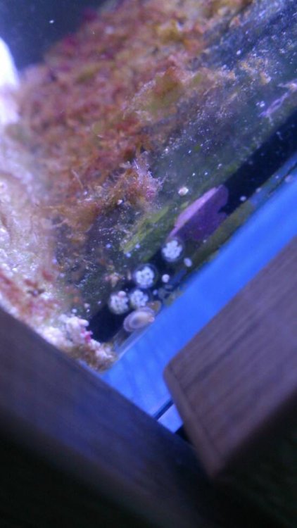 DSC_0592.thumb.jpeg.46bd1e618f75fbf47f20