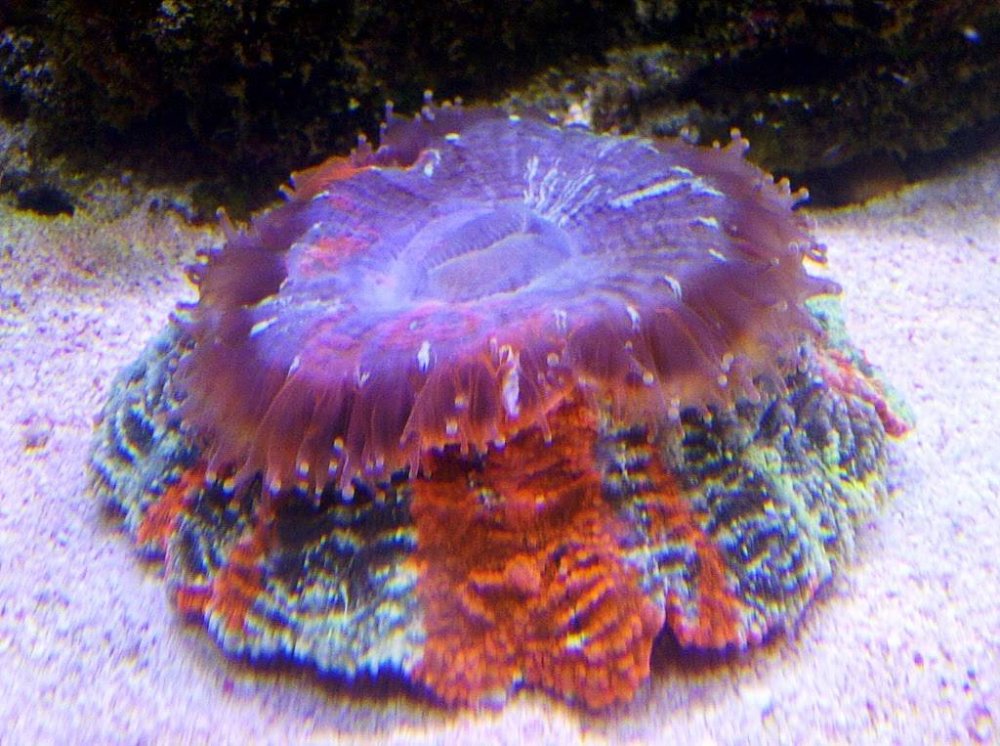 IMG-20120406-00927.thumb.jpg.477ac73d9cf