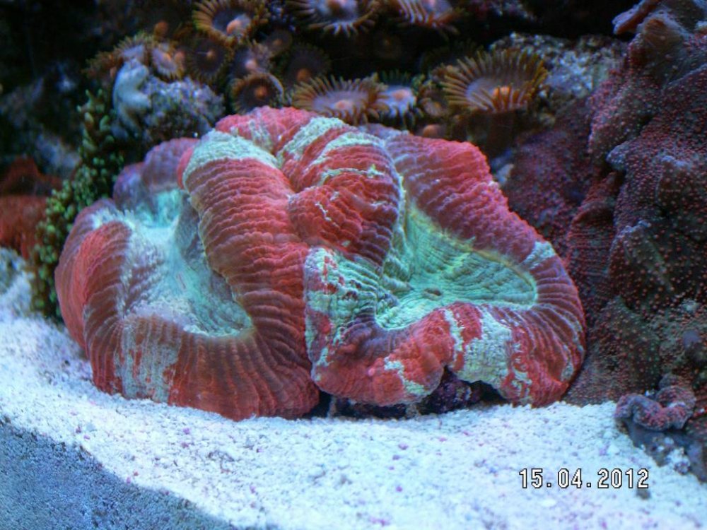 PICT2734.thumb.JPG.cd3606d5b83fc1811352b