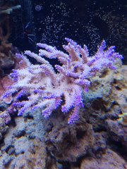 Acropora