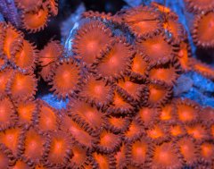 Zoa Ultra