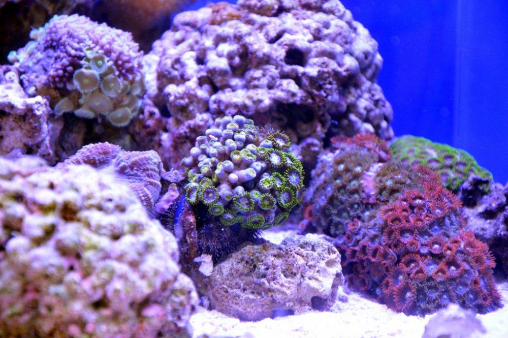 zoa1.jpg