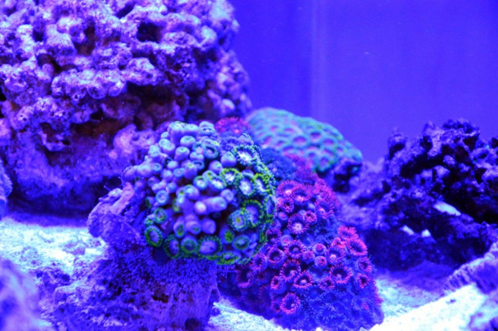 zoa2.jpg