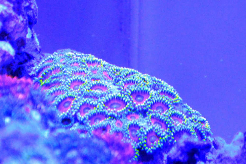 zoa3.jpg