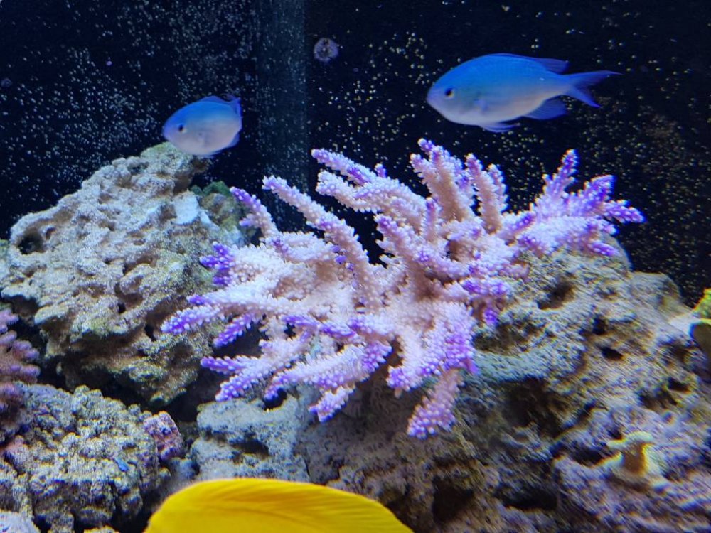 20170402_123553.thumb.jpg.45a7493c9e2ec5