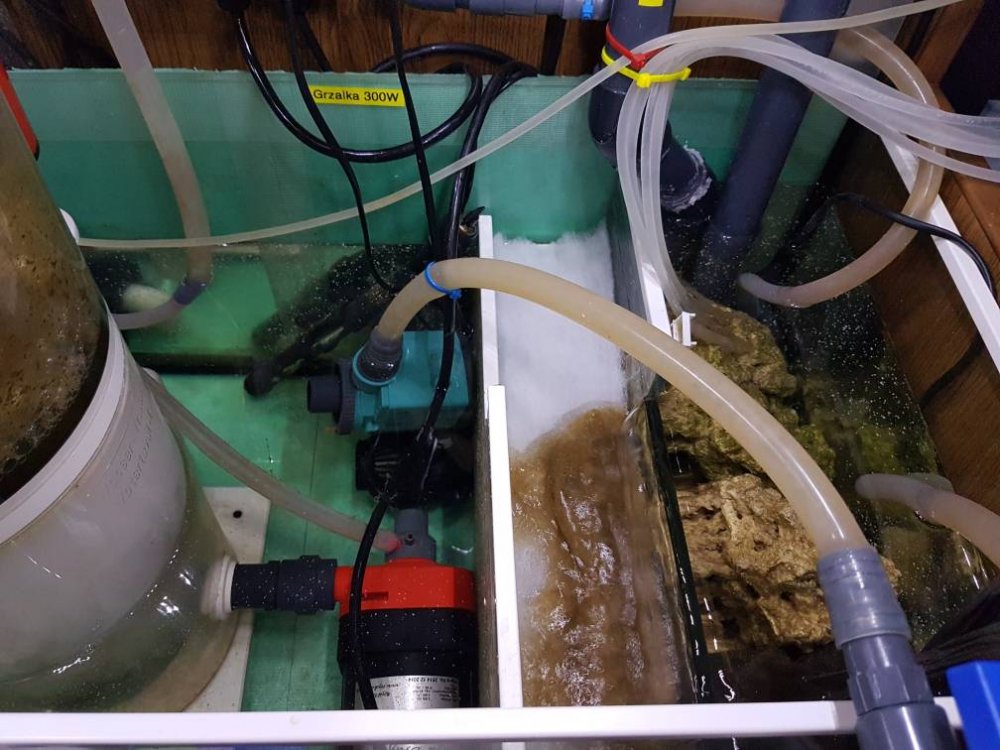 20170403_205853.thumb.jpg.baadf390efa4c3