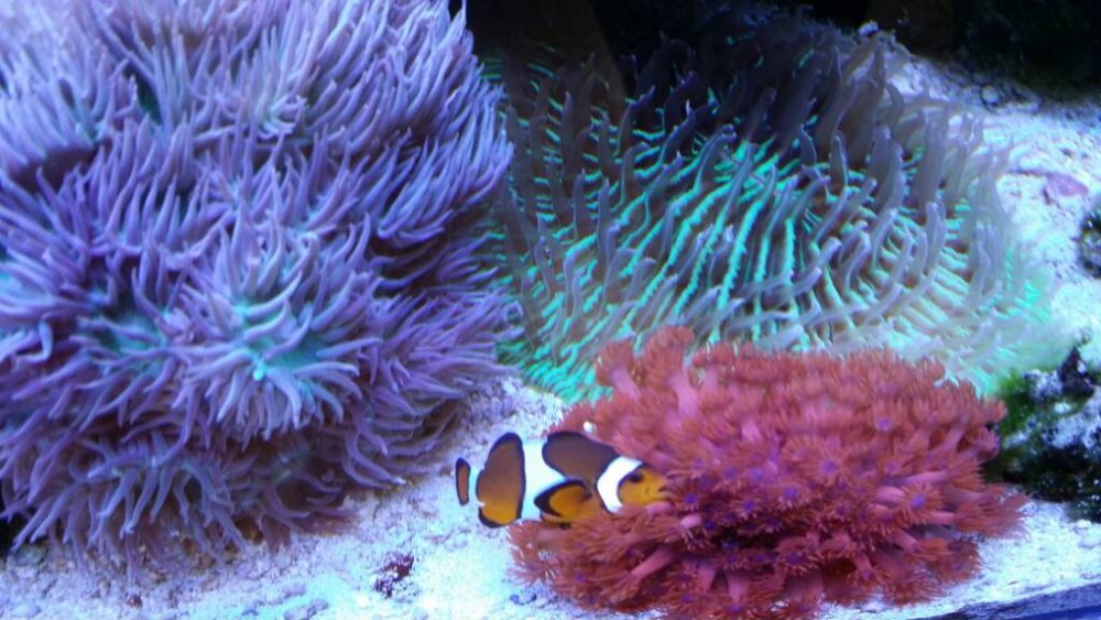 20170429_172721.thumb.jpg.6a48f5b6c74168