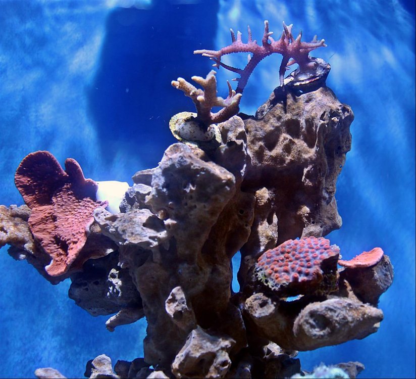 Cyphastrea orange_resized.JPG