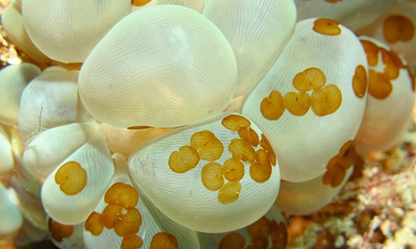 Acoel_Flatworms_Waminoa_sp._on_Bubble_Co
