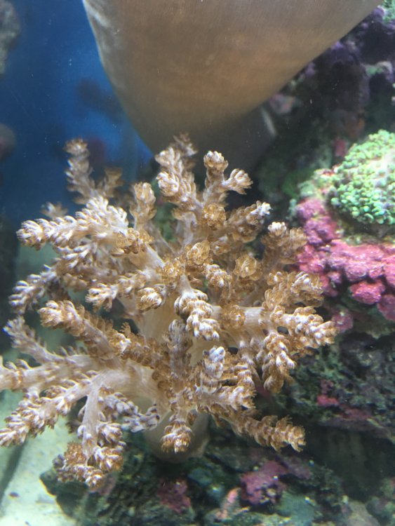 IMG_0225.thumb.JPG.ae6a307c431eb6e83c57d