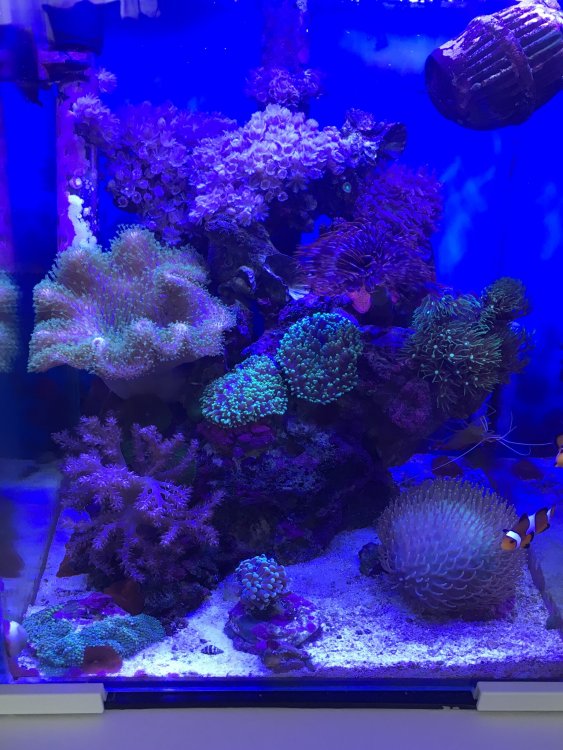 IMG_0232.thumb.JPG.cdec6c45765ff1ca6cb1a