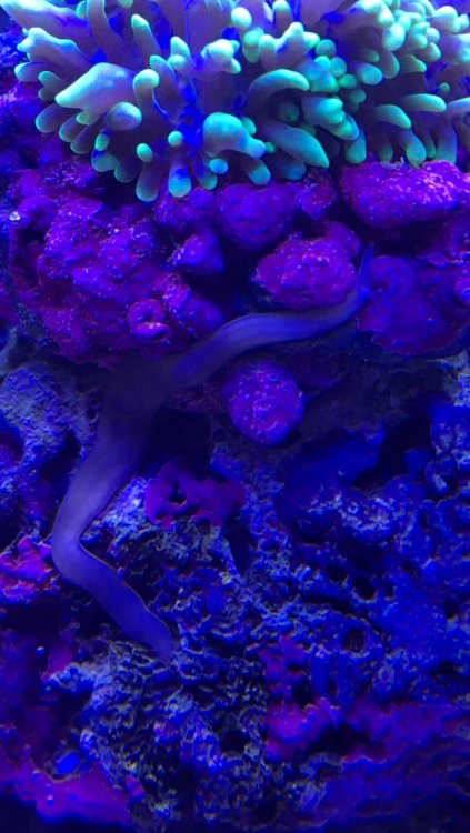 IMG_0259.thumb.PNG.e68efad5e6aeed4e09028