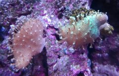 Szczepki mojego Loboohytona :)