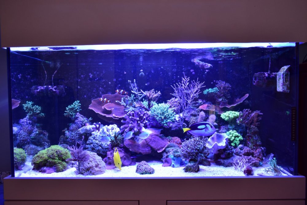 DSC_4484 (Kopiowanie).jpg