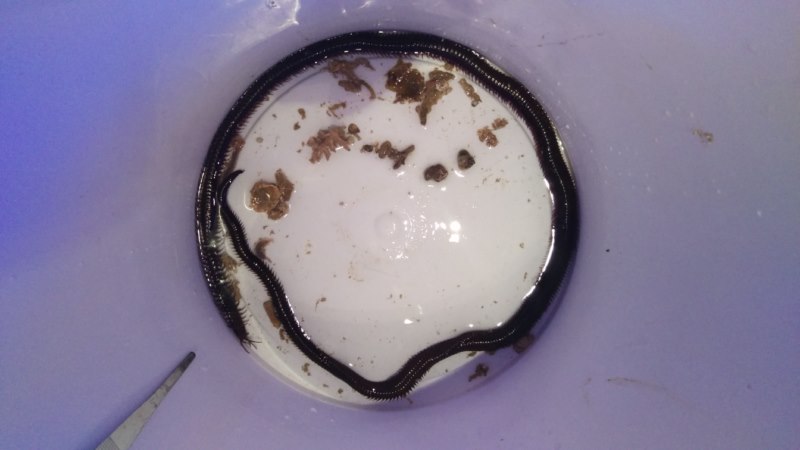 IMAG0399 [800x600].jpg